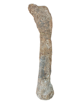 Sauropod Fibula, El Mers III Formation