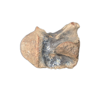 Crocodile Vertebrae, Bridger Formation, Wyoming