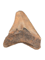 Megalodon Tooth