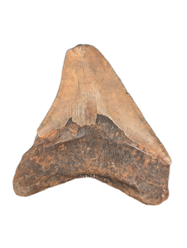 Megalodon Tooth
