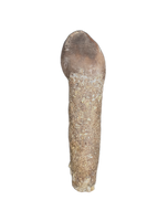 Rooted Lapparentosaurus/Archaeodontosaurus Tooth from the Mid Jurassic, Madagascar