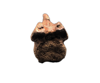 Struthiomimus Tail Vertebra, Hell Creek