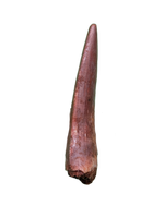 Ptychotherates (Herrerasaurid)Tooth
