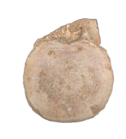 Plesiosaur Vertebrae, Morocco