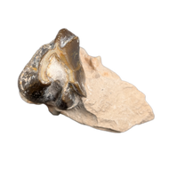 Titanothere(Megacerops) Tooth