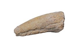 Turtle Claw
