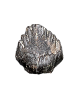 Ankylosaur Tooth, Judith River Formation
