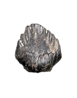 Ankylosaur Tooth, Judith River Formation