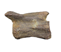 Dromaeosaur (Raptor) Tail Vertebra