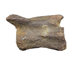 Dromaeosaur (Raptor) Tail Vertebra