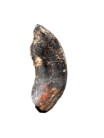 Large Rooted Ouranosaurus Tooth