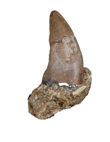 Nanotyrannus Tooth,  Hell Creek Formation