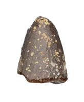 Diplodocidae Tooth Tip from the Mid Jurassic, Madagascar