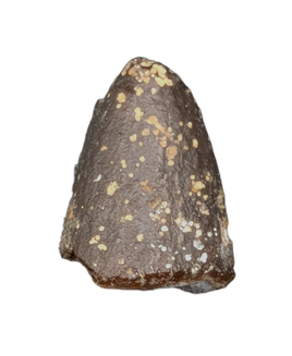 Diplodocidae Tooth Tip from the Mid Jurassic, Madagascar