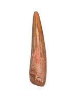 Spinosaurus Tooth