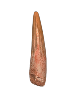 Spinosaurus Tooth