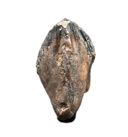 Large Unworn Triceratops Tooth