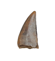 Odd Theropod Tooth Section from the Hell Creek Formation