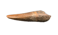 Nanotyrannus Tooth