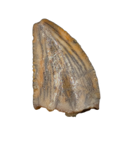 Unknown Dinosaur Tooth, Kem Kem, Morocco (Copy)