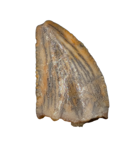 Unknown Dinosaur Tooth, Kem Kem, Morocco (Copy)