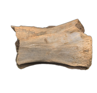 Struthiomimus Tail Vertebra, Hell Creek