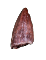Revueltosaurus Tooth, Chinle Formation