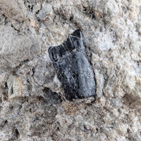 Draconyx Tooth, Lourinha Formation, Portugal