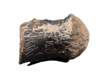 Crocodile Vertebrae, Bridger Formation, Wyoming