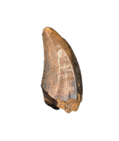 Acheroraptor Tooth from the Hell Creek Formation