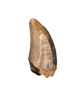 Acheroraptor Tooth from the Hell Creek Formation