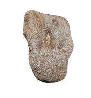 Mosasaur Vertebra, Cretaceous of Texas