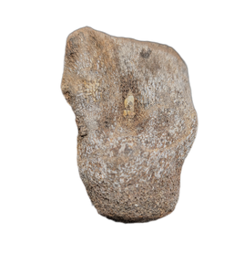 Mosasaur Vertebra, Cretaceous of Texas