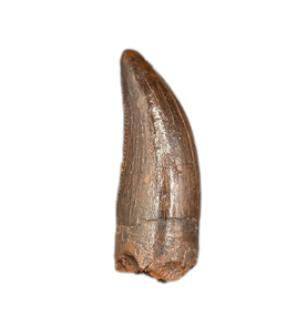 Carcharodontosaurus Pre-Max Tooth