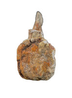 Edmontosaurus Tail Vertebra
