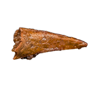 Theropod Dinosaur? Claw, Kem Kem