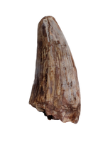 Metoposaur Tooth