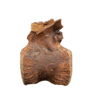 Pachycephalosaurus Vertebrae