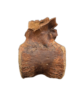 Pachycephalosaurus Vertebrae