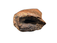 Tyrannosaurus Rex Tooth
