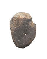 Hypacrosaurus Claw (Ungal) Two Medicine Formation