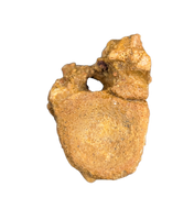 Theropod Dinosaur Vertebra, Kem Kem