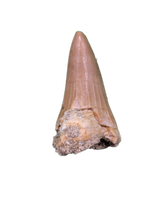Platecarpus Tooth, Morocco (Mosasaur)