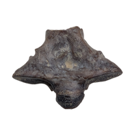 Snake Vertebra, Judith River Formation