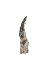 Sauropod Dinosaur Tooth, El Mers Formation