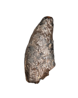 Nanotyrannus Tooth