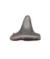 Ctenacanthidae Shark Tooth, 324-358 Million Years Old