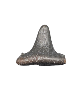 Ctenacanthidae Shark Tooth, 324-358 Million Years Old
