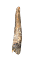 Eococharia Tooth, Elrhaz Formation
