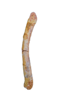 Theropod Dinosaur,(Noasaurid?) Radius or Ulna, Kem Kem